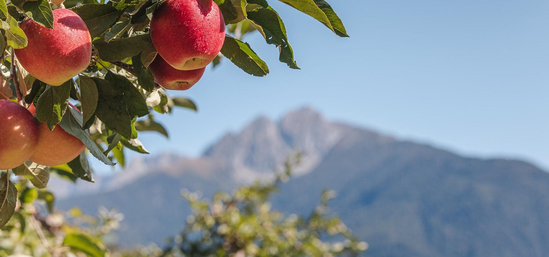 Herbsturlaub Südtirol Gasthof Anich Apfelfest Natz Schabs Brauchtum Törggelen Dolomiten (5)