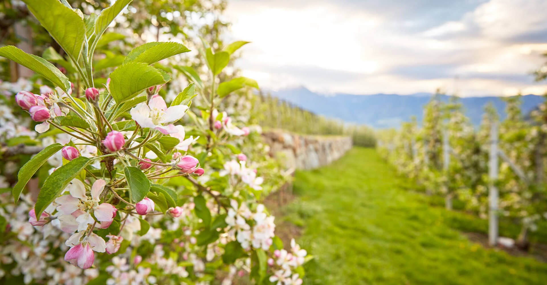 Apfelblüte im Eisacktal und Gitschberg/Jochtal